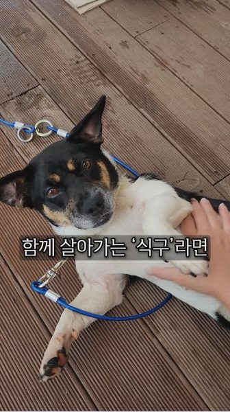 마당개, 밥만 준다고 충분할까요? 썸네일